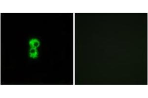 Immunofluorescence analysis of MCF7 cells, using OR1D4/5 Antibody. (OR1D4/5 Antikörper  (AA 200-249))