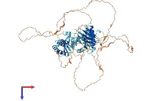 HPS4 Protein (AA 1-708) (His tag)