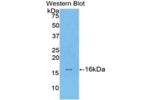 Western Blotting (WB) image for anti-Transforming Growth Factor, beta 1 (TGFB1) (AA 279-390) antibody (ABIN3209250) (TGFB1 Antikörper  (AA 279-390))