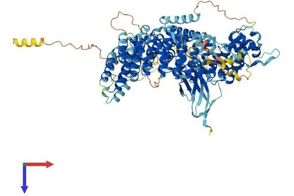 INTS4 Protein (AA 1-963) (His tag)