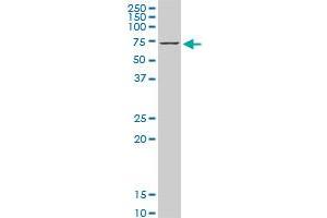 HSPA1B monoclonal antibody (M05), clone 2D11. (HSPA1B Antikörper  (AA 531-611))