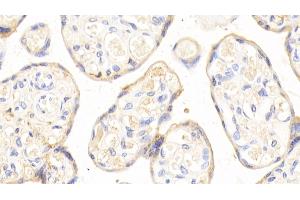 Detection of APOH in Human Placenta Tissue using Polyclonal Antibody to Apolipoprotein H (APOH) (APOH Antikörper  (AA 22-345))
