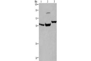 Western Blotting (WB) image for anti-Estrogen Receptor 1 (ESR1) antibody (ABIN2430022) (Estrogen Receptor alpha Antikörper)