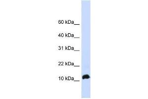 NHLH1 antibody used at 0. (NHLH1 Antikörper  (Middle Region))