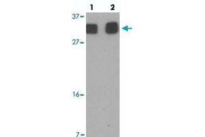 Western blot analysis of RILPL2 in A-549 cell lysate with RILPL2 polyclonal antibody  at (1) 1 and (2) 2 ug/mL.