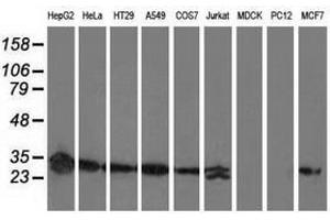 Image no. 2 for anti-Sepiapterin Reductase (SPR) antibody (ABIN1501113) (SPR Antikörper)