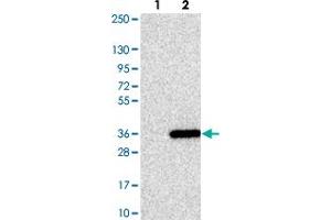 Western blot analysis of Lane 1: Negative control (vector only transfected HEK293T lysate). (MED19 Antikörper)