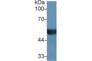 Western Blot; Sample: Mouse Liver lysate; Primary Ab: 1µg/ml Rabbit Anti-Human CYP2D6 Antibody Second Ab: 0. (CYP2D6 Antikörper  (AA 236-472))