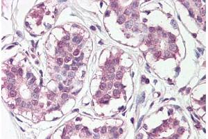Anti-HOXC10 antibody IHC staining of human breast. (HOXC10 Antikörper  (N-Term))