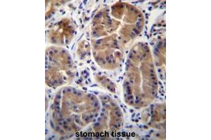 SYPL1 Antibody (N-term) immunohistochemistry analysis in formalin fixed and paraffin embedded human stomach tissue followed by peroxidase conjugation of the secondary antibody and DAB staining.