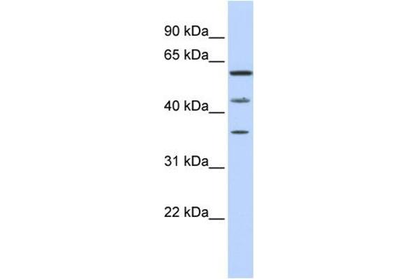 PHF23 Antikörper  (N-Term)