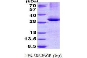 Image no. 1 for Cleavage and Polyadenylation Specific Factor 4, 30kDa (CPSF4) protein (His tag) (ABIN1098798) (CPSF4 Protein (His tag))