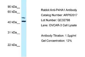 Western Blotting (WB) image for anti-Prolyl 4-Hydroxylase, alpha Polypeptide I (P4HA1) (Middle Region) antibody (ABIN971346) (P4HA1 Antikörper  (Middle Region))