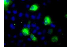 Anti-CYP2E1 mouse monoclonal antibody (ABIN2452935) immunofluorescent staining of COS7 cells transiently transfected by pCMV6-ENTRY CYP2E1 (RC213502). (CYP2E1 Antikörper)