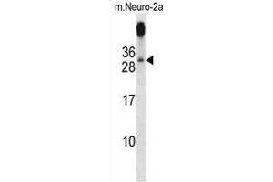 TGIF2 Antibody (C-term) western blot analysis in mouse Neuro-2a cell line lysates (35 µg/lane). (TGIF2 Antikörper  (C-Term))