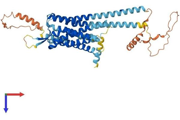 NPY5R Protein (AA 1-466) (His tag)