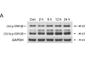 Western Blotting (WB) image for anti-Glyceraldehyde-3-Phosphate Dehydrogenase (GAPDH) antibody (ABIN2857072)