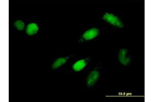 Immunofluorescence of purified MaxPab antibody to ISGF3G on HeLa cell. (IRF9 Antikörper  (AA 1-393))