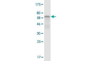 Western Blot detection against Immunogen (57. (RCN2 Antikörper  (AA 24-317))