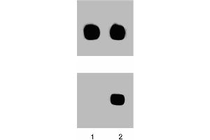 Western blot analysis for p38 MAPK (pT180/pY182) (left figure). (MAPK14 Antikörper  (pThr180))