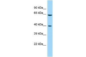 Host: Rabbit Target Name: FAM172A Sample Type: Fetal Kidney lysates Antibody Dilution: 1. (Fam172a Antikörper  (Middle Region))