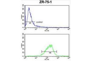 COX6A1 Antibody (Center) FC analysis of ZR-75-1 cells (bottom histogram) compared to a negative control cell (top histogram). (Complex IV Subunit VIaL (AA 57-86), (Middle Region) Antikörper)