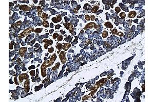 Formalin-fixed and paraffin embedded rat submandibular gland labeled with Anti-GnRHR Polyclonal Antibody, Unconjugated followed by conjugation to the secondary antibody and DAB staining (GNRHR Antikörper  (AA 201-328))