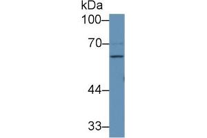 Western blot analysis of Human 293T cell lysate, using Rabbit Anti-Human F9 Antibody (1 µg/ml) and HRP-conjugated Goat Anti-Rabbit antibody (abx400043, 0. (Coagulation Factor IX Antikörper  (AA 232-455))