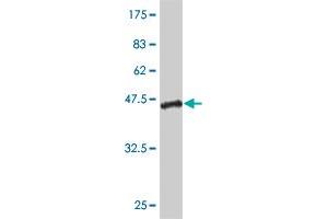 Western Blotting (WB) image for anti-C-Type Lectin Domain Family 2, Member D (CLEC2D) (AA 1-154) antibody (ABIN565412)