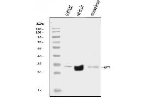 Western blot analysis of Aquaporin 4/AQP4 using anti-Aquaporin 4/AQP4 antibody (ABIN7600876).