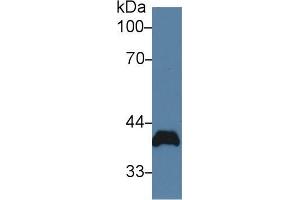 Western blot analysis of Rat Heart lysate, using Rat PVR Antibody (2 µg/ml) and HRP-conjugated Goat Anti-Rabbit antibody ( (Poliovirus Receptor Antikörper  (AA 22-255))
