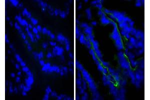 Frozen BALB/c mouse intestine tissue was stained with Rat IgG2a-UNLB isotype control, and DAPI. (Ziege anti-Ratte IgG (Heavy & Light Chain) Antikörper (TRITC))