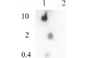 Dot Blot (DB) image for anti-Histone H4 (acetylated) antibody (ABIN2668866)