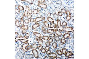 Anti-TRAM1 antibody, IHC(P) IHC(P): Rat Kidney Tissue (TRAM1 Antikörper  (C-Term))