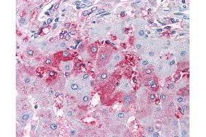 Anti-DUSP26 antibody IHC of human liver. (DUSP26 Antikörper  (Internal Region))