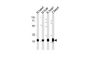 Western blot analysis of lysates from mouse heart, mouse liver, rat heart, zebra fish heart tissue lysate (from left to right), using (DANRE) sdhb Antibody Azb18722a. (SDHB Antikörper  (AA 147-182))