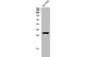 Western Blot analysis of SH-SY5Y cells using Olfactory receptor 4C16 Polyclonal Antibody (OR4C16 Antikörper  (C-Term))