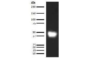 Western Blotting (WB) image for anti-Leucine-Rich alpha-2 Glycoprotein 1 (LRG1) antibody (ABIN5567230)