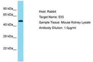 Image no. 1 for anti-Elongation Factor RNA Polymerase II-Like 3 (ELL3) (C-Term) antibody (ABIN6750477) (ELL3 Antikörper  (C-Term))