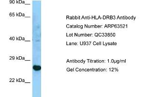 Western Blotting (WB) image for anti-Major Histocompatibility Complex, Class II, DR beta 3 (HLA-DRB3) (C-Term) antibody (ABIN2789532)
