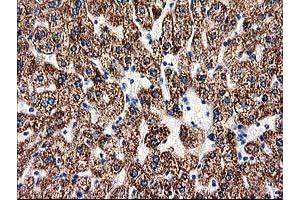 Image no. 1 for anti-Aminoacylase 3 (ACY3) antibody (ABIN1496463) (Aminoacylase 3 Antikörper)