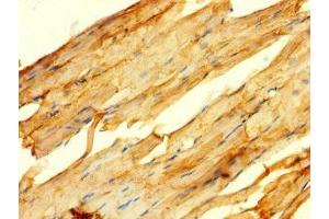 Immunohistochemistry (IHC) image for anti-G Protein-Coupled Receptor 82 (GPR82) (AA 273-336) antibody (ABIN7164505)