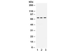Western blot testing of human 1) 22RV1, 2) SW579 and 3) A549 cell lysate with Myelin-associated glycoprotein antibody. (MAG Antikörper)