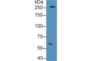Detection of FN in Rat Serum using Polyclonal Antibody to Fibronectin (FN)