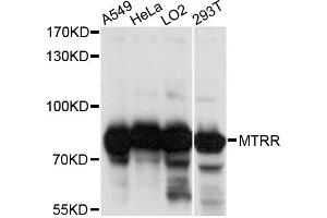 Western blot analysis of extracts of various cell lines, using MTRR antibody. (MTRR Antikörper)