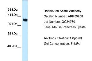 Western Blotting (WB) image for anti-Ankyrin Repeat and Sterile alpha Motif Domain Containing 1A (ANKS1A) (C-Term) antibody (ABIN2786097) (ANKS1A Antikörper  (C-Term))