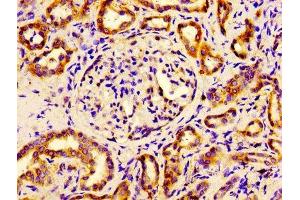 Immunohistochemistry of paraffin-embedded human kidney tissue using ABIN7152106 at dilution of 1:100 (EIF4A2 Antikörper  (AA 1-407))