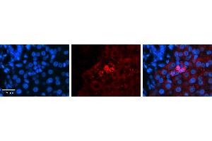 SHMT2 antibody - C-terminal region          Formalin Fixed Paraffin Embedded Tissue:  Human Liver Tissue    Observed Staining:  Cytoplasm in Kupffer cells   Primary Antibody Concentration:  1:600    Secondary Antibody:  Donkey anti-Rabbit-Cy3    Secondary Antibody Concentration:  1:200    Magnification:  20X    Exposure Time:  0.