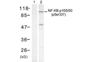 Western blot analysis of extract from HeLa cells treated with TNF-α and using NF-κB p105/p50 (phospho- Ser337) antibody (E011017). (NFKB1 Antikörper  (pSer337))