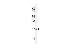 SCA5 Antibody (Center) (ABIN655746 and ABIN2845192) western blot analysis in mouse heart tissue lysates (35 μg/lane). (SPACA5 Antikörper  (AA 40-69))